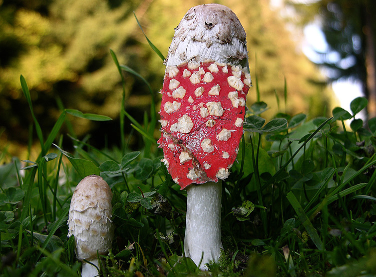 Carnevale micologico...